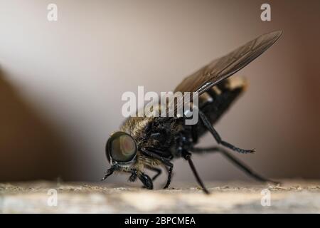 Fly insecte oeil et parties du corps détails, sauvage printemps animal nature de près Banque D'Images