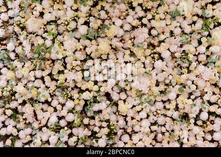 Un grand mur de fleurs de roses roses et de chrysanthèmes. Banque D'Images