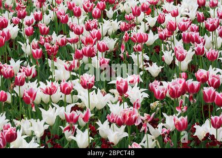 Tulipes, Merrion Square, Dublin City, Comté de Dublin, Irlande Banque D'Images