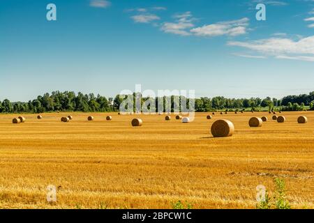 Paysage de campagne de cottage montrant des champs de ferme vert doré avec des balles de foin par une journée ensoleillée d'été Banque D'Images