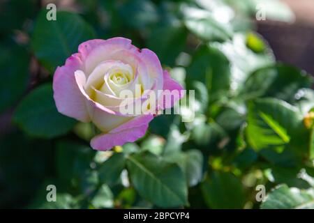 Une rose blanche et lavande avec un faisceau de lumière du soleil brillant sur les pétales, en gros plan sur un fond vert foncé et verdoyant. Banque D'Images