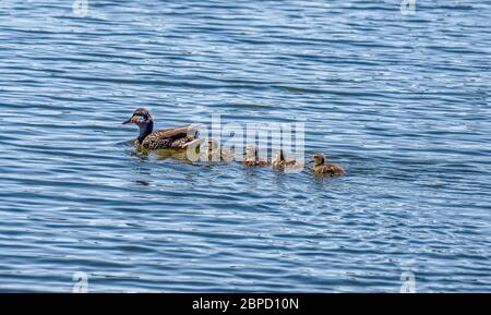 Mallard (Anas platyrhynchos) avec des jeunes canards nageant dans le sanctuaire de la vie sauvage de Sepulveda, Californie, États-Unis Banque D'Images