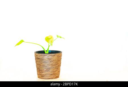 Plante en pot verte, arbres dans le pot de ciment isolés sur fond blanc avec trois feuilles vertes de chaux. Banque D'Images