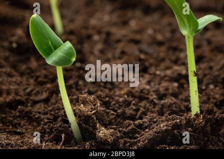 Deux jeunes pousses de concombre sortent du sol. Culture de légumes, concept de soin des semis Banque D'Images