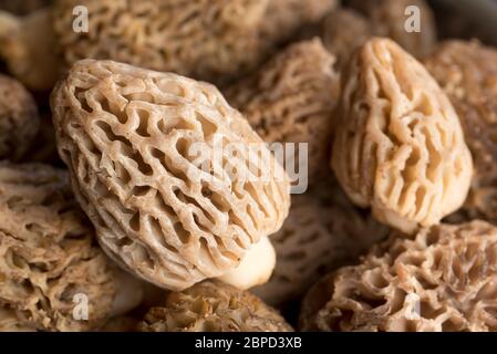 Champignons des montagnes de l'est de l'Oregon. Banque D'Images