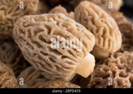 Champignons des montagnes de l'est de l'Oregon. Banque D'Images