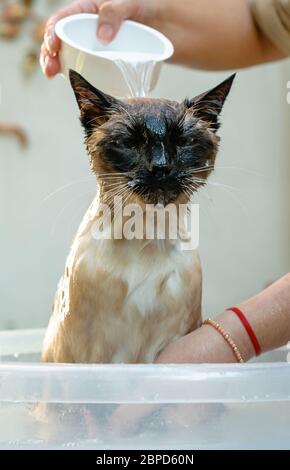 Chat siamois trempé lorsqu'il est baigné dans un seau Banque D'Images