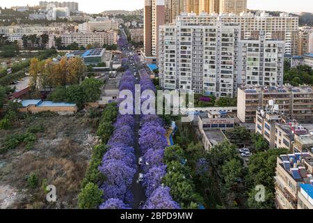 Vue aérienne des arbres Jacaranda en pleine floraison à Kunming, capitale du Yunnan en Chine Banque D'Images