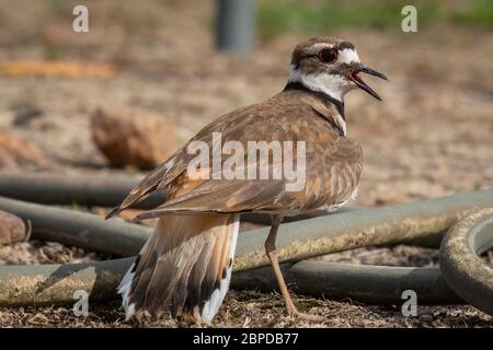 Vue arrière d'un killdeer adulte dans un champ agricole près de Raleigh, Caroline du Nord. Banque D'Images