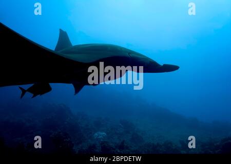 Vue sous-marine de manta géante (noire) géante océanique (Mobula birostris), de black jack, et remora nageant dans l'océan Pacifique, couleur Banque D'Images