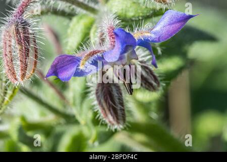 fleur de bourgeons et bourgeons en gros plan Banque D'Images
