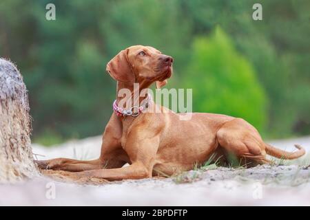 Portrait d'un jeune chien Magyar Viszla Banque D'Images