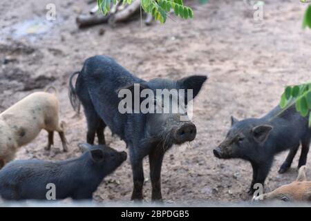 Sanglier (sus scrofa ferus) regardant la caméra. Faune et flore dans l'habitat naturel. Grand sanglier à la recherche de nourriture, sanglier capital. Cochon à l'intérieur sur une cour de ferme dans le Banque D'Images