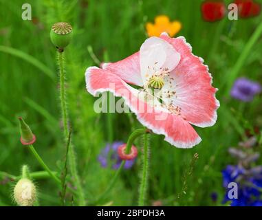 coquelicot aux bords blancs dans un pré fleuri Banque D'Images