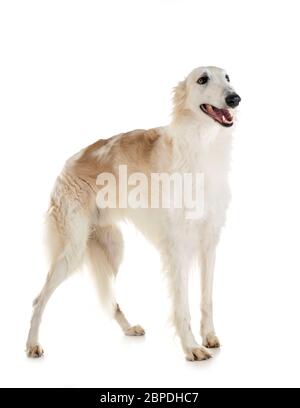 Barzoi blanc in front of white background Banque D'Images