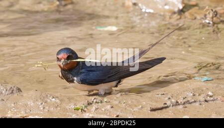 Hirondelles à queue métallique collecteur d'oiseau du corps d'eau pour construire le nid Banque D'Images