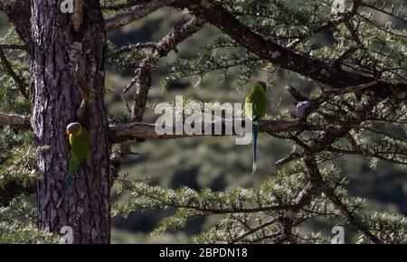 Couple de parakeet à tête de prune et de latte assis sur un arbre de déodar à jageshwar Banque D'Images