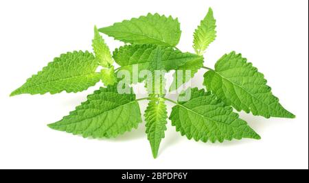 Brindilles de menthe coréenne fraîches isolées sur fond blanc Banque D'Images