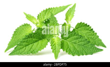 Brindilles de menthe coréenne fraîches isolées sur fond blanc Banque D'Images