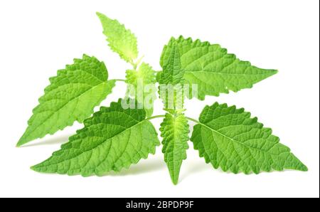 Brindilles de menthe coréenne fraîches isolées sur fond blanc Banque D'Images