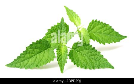 Brindilles de menthe coréenne fraîches isolées sur fond blanc Banque D'Images