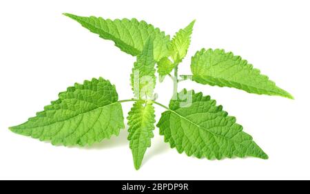 Brindilles de menthe coréenne fraîches isolées sur fond blanc Banque D'Images