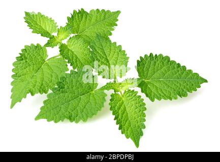 Brindilles de menthe coréenne fraîches isolées sur fond blanc Banque D'Images