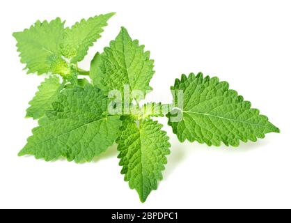 Brindilles de menthe coréenne fraîches isolées sur fond blanc Banque D'Images