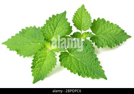 Brindilles de menthe coréenne fraîches isolées sur fond blanc Banque D'Images