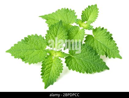 Brindilles de menthe coréenne fraîches isolées sur fond blanc Banque D'Images