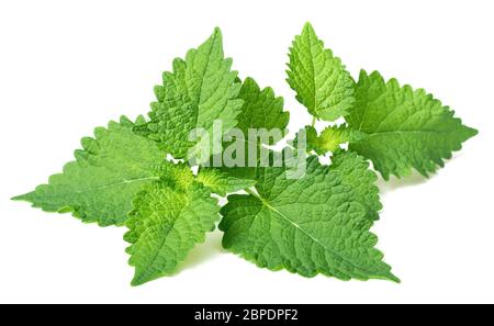 Brindilles de menthe coréenne fraîches isolées sur fond blanc Banque D'Images