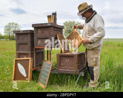 18 mai 2020, Brandebourg, Briesen: Le apiculteur Bernd Janthur, de l'apiculteur Bernd Janthur und Martin Müller GbR, vérifie les champs de couvain sur des ruches ouvertes (boîtes à abeilles où les peignes sont accrochés) dans une prairie du district d'Oder-Spree. Le 20 mai est la Journée mondiale des abeilles des Nations Unies, et la communauté internationale souligne donc l'urgence de la protection des abeilles. L'importance des abeilles comme pollinisateurs de la biodiversité et de la sécurité alimentaire est essentielle pour l'humanité. Une colonie d'abeilles est constituée d'une reine, de plusieurs centaines de drones et de 30,000 à 60,000 abeilles ouvrières - en été jusqu'en 120,000. Photo: Patrick Pleul/dpa-Zentralbild/ZB Banque D'Images