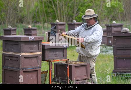 18 mai 2020, Brandebourg, Briesen: Le apiculteur Bernd Janthur, de l'apiculteur Bernd Janthur und Martin Müller GbR, vérifie les champs de couvain sur des ruches ouvertes (boîtes à abeilles où les peignes sont accrochés) dans une prairie du district d'Oder-Spree. Le 20 mai est la Journée mondiale des abeilles des Nations Unies, et la communauté internationale souligne donc l'urgence de la protection des abeilles. L'importance des abeilles comme pollinisateurs de la biodiversité et de la sécurité alimentaire est essentielle pour l'humanité. Une colonie d'abeilles est constituée d'une reine, de plusieurs centaines de drones et de 30,000 à 60,000 abeilles ouvrières - en été jusqu'en 120,000. Photo: Patrick Pleul/dpa-Zentralbild/ZB Banque D'Images