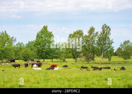 Des chattes sur les prairies d'herbe en été Banque D'Images