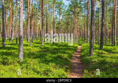 Forêt de pins ensoleillée avec sentier de randonnée Banque D'Images