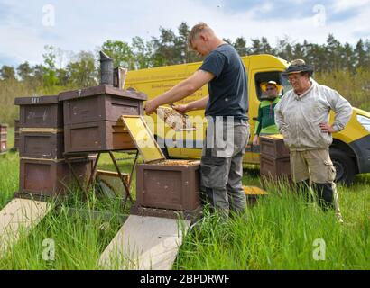 18 mai 2020, Brandebourg, Briesen: Le apiculteur principal Martin Müller (l), son père Bernd Janthur (r) et l'assistant Luca Steffen vérifient les peignes de couvain sur des ruches ouvertes (boîtes à abeilles où les peignes sont accrochés) sur une prairie dans le district d'Oder-Spree. Le 20 mai est la Journée mondiale des abeilles des Nations Unies, et la communauté internationale souligne donc l'urgence de la protection des abeilles. L'importance des abeilles comme pollinisateurs de la biodiversité et de la sécurité alimentaire est essentielle pour l'humanité. Une colonie d'abeilles est constituée d'une reine, de plusieurs centaines de drones et de 30,000 à 60,000 abeilles ouvrières - en été jusqu'en 120,000. Photo: Patrick Pleul/dpa-Zentralbild/ZB Banque D'Images