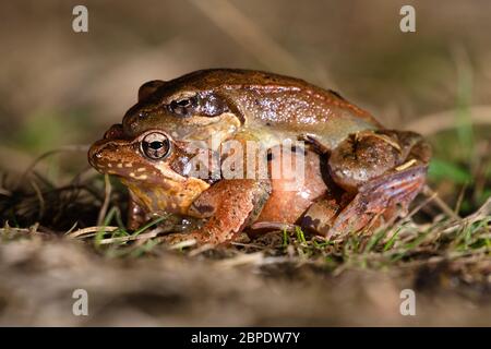 Couple de grenouilles agiles italiennes (Rana latastei) en habitudes de reproduction pendant la saison de reproduction à la fin de l'hiver. Banque D'Images