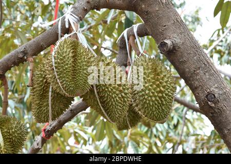 Duriens sur l'arbre durien dans le verger durien . Roi des fruits. Des fruits d'été tropicaux frais suspendus sur l'arbre dans le jardin du verger attendent Banque D'Images