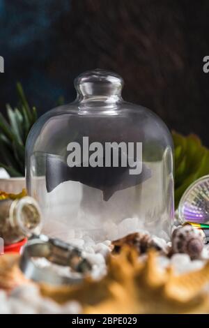 silhouette de poisson sous pot en verre dans mer polluée concept créatif Banque D'Images