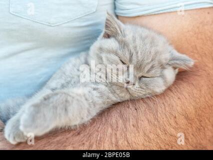 Un petit chaton de race britannique très mignon dort avec des mains de hommes fortes. Banque D'Images