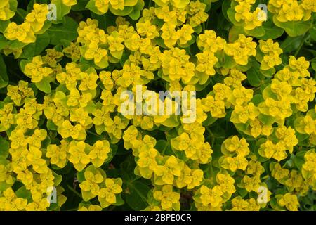 Gros plan sur Euphorbia polychroma coussin sphème (Euphorbia epithymoides) fleurs jaunes et feuillage vert au printemps, Angleterre, Royaume-Uni Banque D'Images