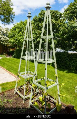 Les obélisques de jardin en bois utilisés comme poteaux de haricots pour la culture de haricots de coureur dans un mouvement vers l'autosuffisance pendant le confinement Covid-19, mai 2020, Angleterre, Royaume-Uni Banque D'Images