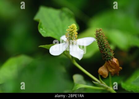 Houttuynia cordata Thunb herbes et légumes. Et fleur de dokudami Houttuynia cordata un légume indigène. Mise au point sélectionnée à l'écran Banque D'Images