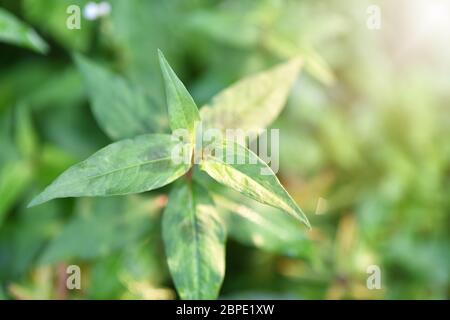 Les feuilles de Persicaria odorata (Polygonum odoratum Lour) le matin lumière, coriandre vietnamienne fraîche croissante dans le jardin, coriandre vietnamienne Banque D'Images