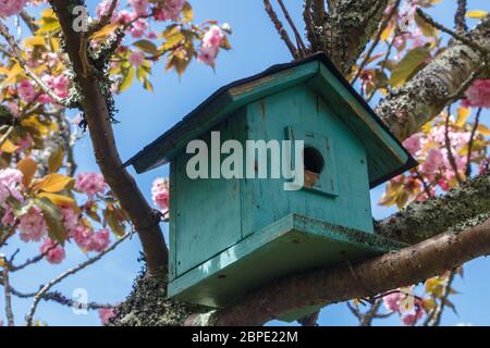 Cabane verte dans un cerisier japonais à fleurs roses Banque D'Images