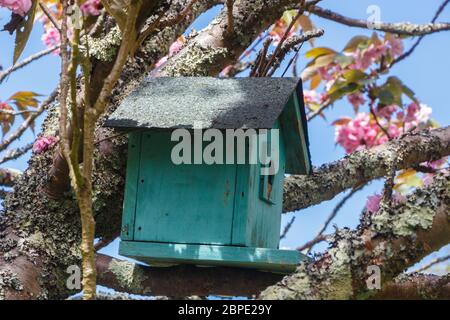 Cabane à oiseaux verte dans un cerisier japonais dans un jardin au printemps Banque D'Images