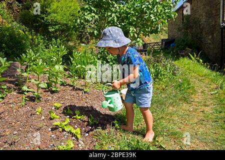 Enfant petit garçon 3 avec arrosage peut porter un chapeau de soleil verser de l'eau sur les plantes lettuces dans le jardin sec de mai au printemps pays de Galles Royaume-Uni Grande-Bretagne KATHY DEWITT Banque D'Images