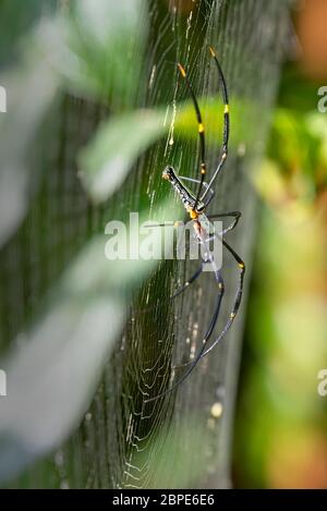 Orb-weaver géant doré (araignée géante en bois) (Nephhila pilipes), Forêt de Sinharaja, Sri Lanka. Banque D'Images