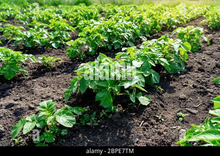 des plants de pommes de terre en rangées dans une ferme de cuisinengarden au printemps avec le soleil Banque D'Images