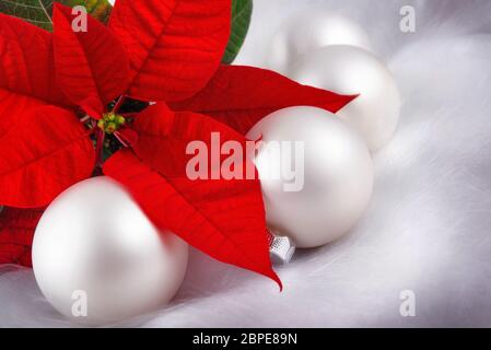 Élégantes Arrangement weihnachtliches mit rotem Weihnachtsstern, Engelshaar weißer bär und Kugeln Banque D'Images